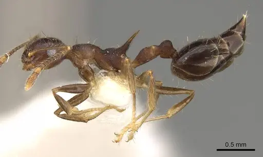 Crematogaster macracantha specimen