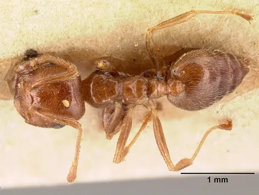 Crematogaster madagascariensis specimen
