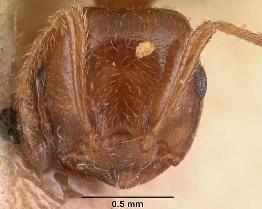 Crematogaster madagascariensis specimen