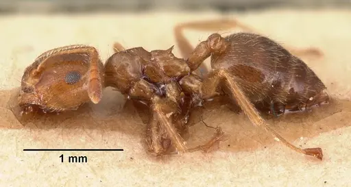 Crematogaster madagascariensis specimen