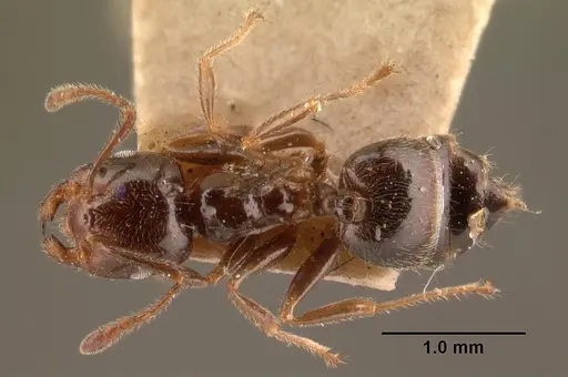 Crematogaster madagascariensis - CASENT0101410