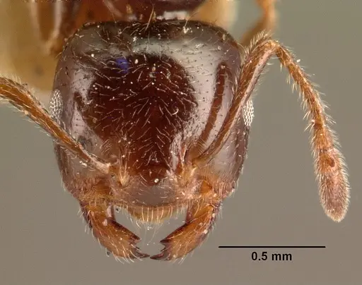 Crematogaster madagascariensis - CASENT0101410