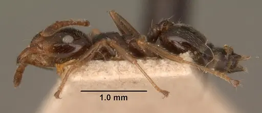 Crematogaster madagascariensis - CASENT0101410