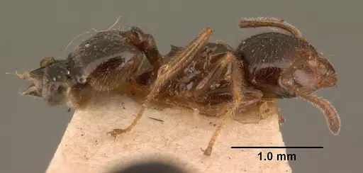 Crematogaster madagascariensis - CASENT0101410