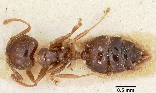 Crematogaster madagascariensis - CASENT0101866
