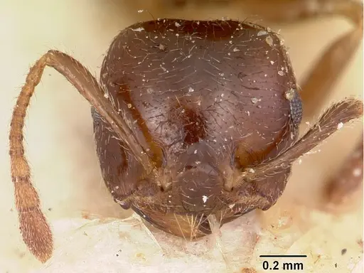 Crematogaster madagascariensis - CASENT0101866