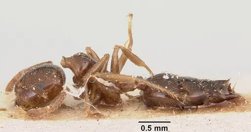 Crematogaster madagascariensis - CASENT0101866