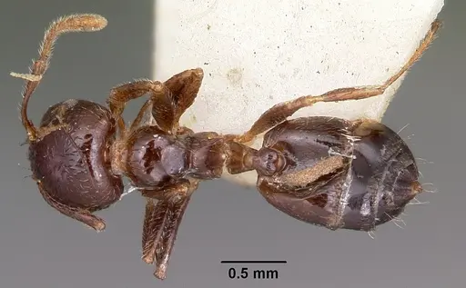 Crematogaster madagascariensis - CASENT0102938