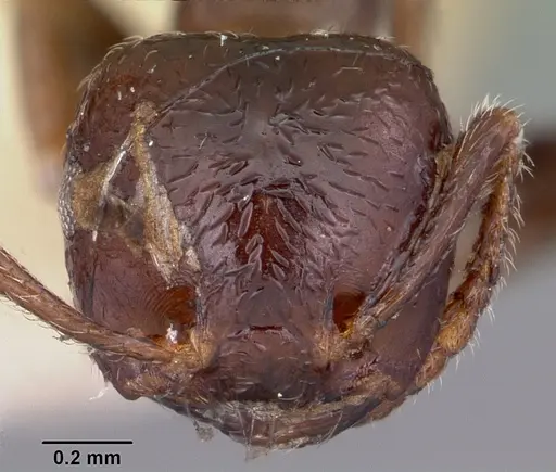 Crematogaster madagascariensis - CASENT0102938