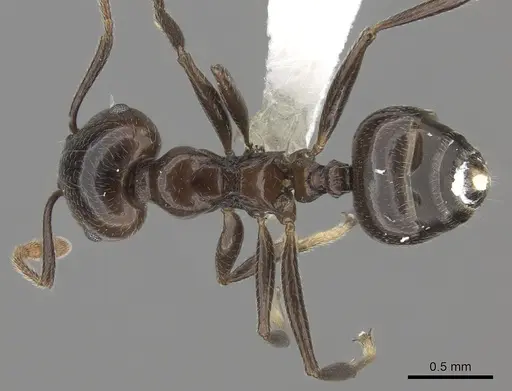 Crematogaster madagascariensis - CASENT0127516