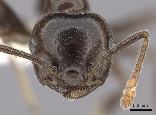Crematogaster madagascariensis - CASENT0127516