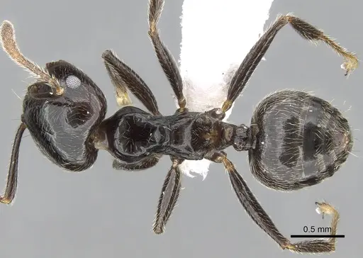 Crematogaster madagascariensis - CASENT0193446