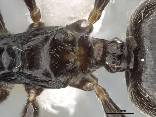 Crematogaster madagascariensis - CASENT0193446