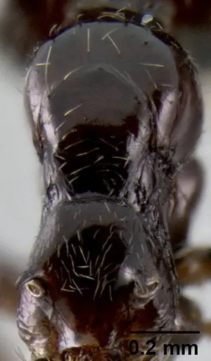 Crematogaster madagascariensis - CASENT0193580