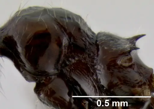 Crematogaster madagascariensis - CASENT0193580