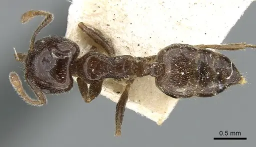 Crematogaster madagascariensis - CASENT0906628