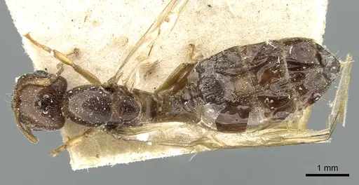Crematogaster madagascariensis - CASENT0906629