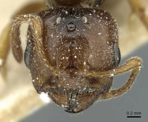 Crematogaster madagascariensis - CASENT0906629