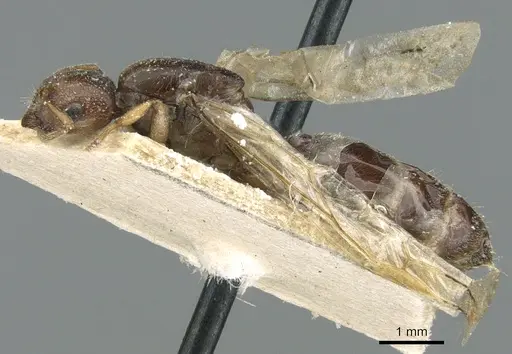 Crematogaster madagascariensis - CASENT0906629