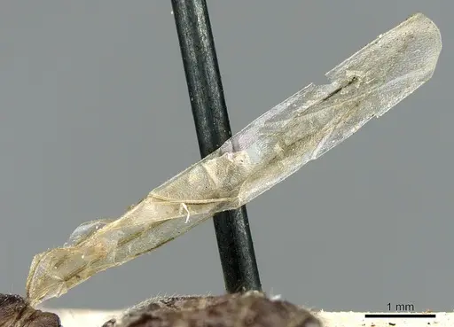 Crematogaster madagascariensis - CASENT0906629