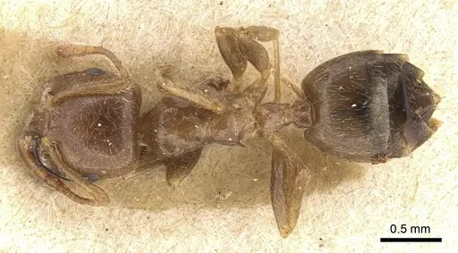 Crematogaster madagascariensis - CASENT0906630