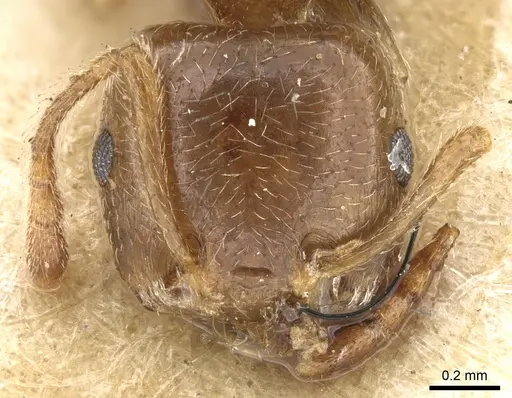 Crematogaster madagascariensis - CASENT0906630