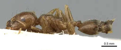 Crematogaster madagascariensis - CASENT0906630