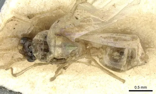 Crematogaster madagascariensis - CASENT0906631