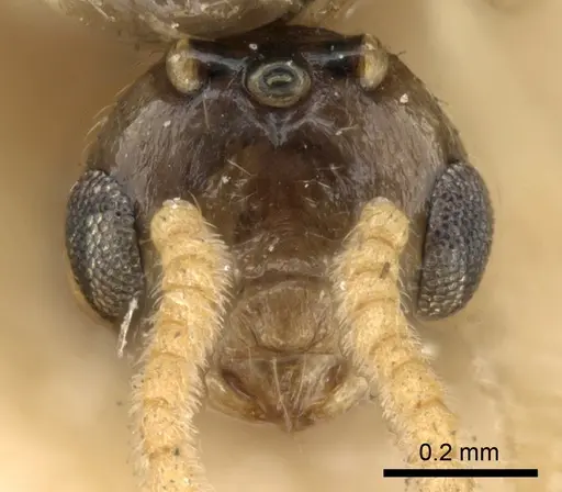 Crematogaster madagascariensis - CASENT0906631