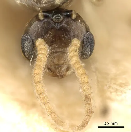 Crematogaster madagascariensis - CASENT0906631