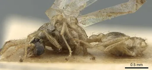 Crematogaster madagascariensis - CASENT0906631