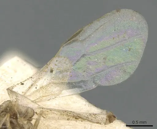 Crematogaster madagascariensis - CASENT0906631