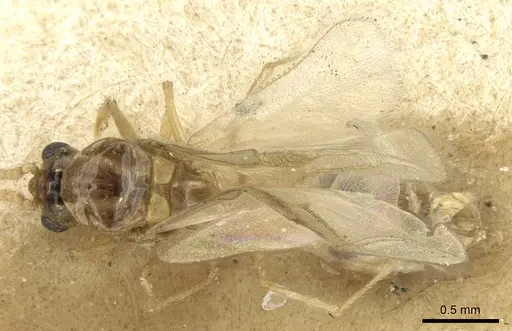 Crematogaster madagascariensis - CASENT0906632