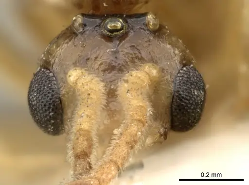 Crematogaster madagascariensis - CASENT0906632