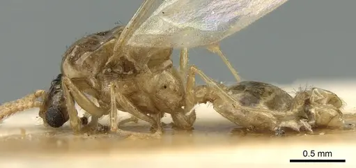 Crematogaster madagascariensis - CASENT0906632