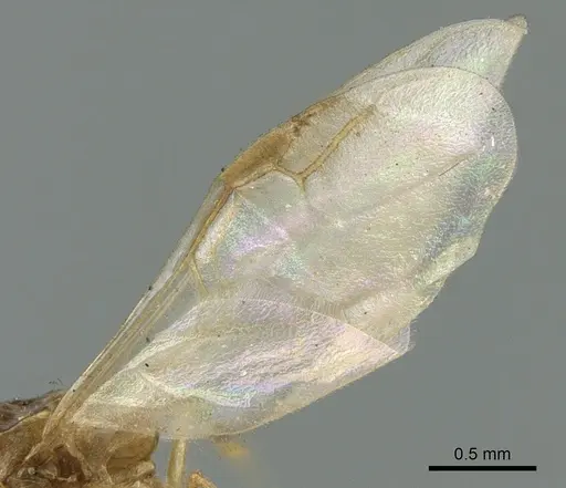 Crematogaster madagascariensis - CASENT0906632