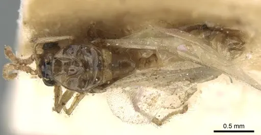 Crematogaster madagascariensis - CASENT0906633