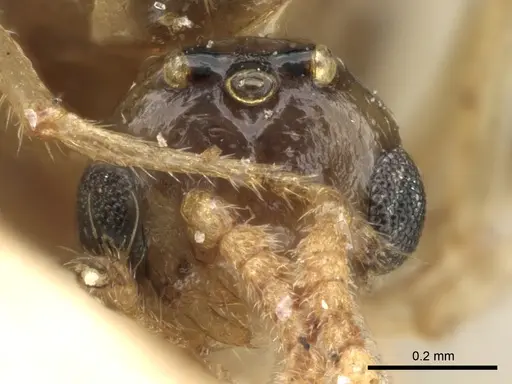 Crematogaster madagascariensis - CASENT0906633