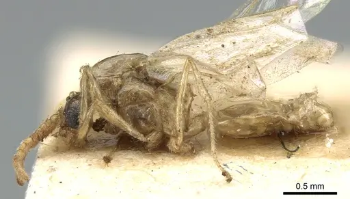 Crematogaster madagascariensis - CASENT0906633