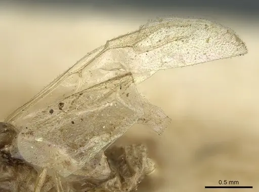 Crematogaster madagascariensis - CASENT0906633