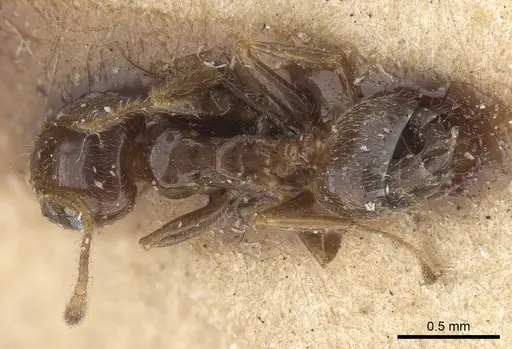 Crematogaster madagascariensis - CASENT0919671