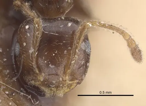 Crematogaster madagascariensis - CASENT0919671