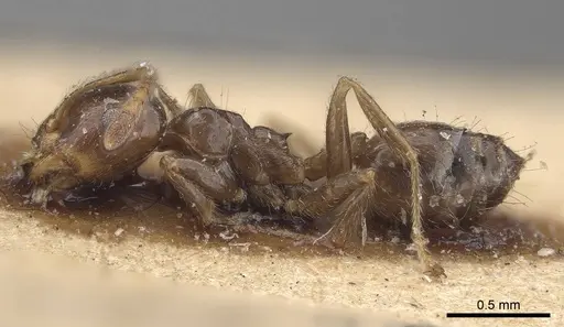 Crematogaster madagascariensis - CASENT0919671