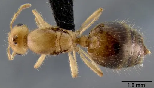 Crematogaster madecassa specimen