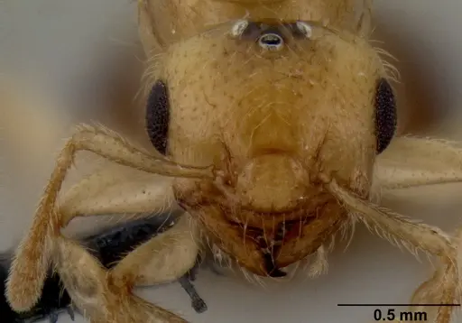 Crematogaster madecassa specimen