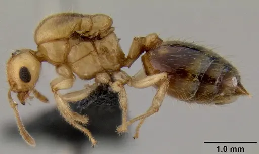 Crematogaster madecassa specimen