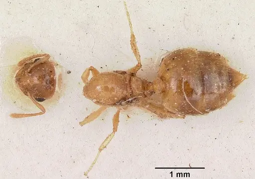 Crematogaster madecassa - CASENT0101933