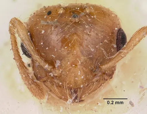 Crematogaster madecassa - CASENT0101933