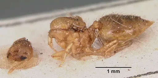 Crematogaster madecassa - CASENT0101933