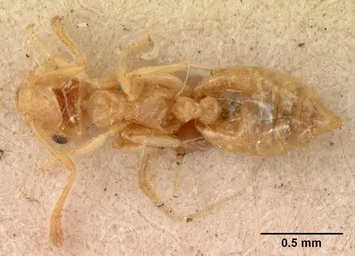 Crematogaster madecassa - CASENT0102053